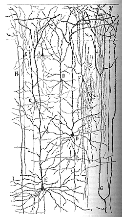 frontal cortex