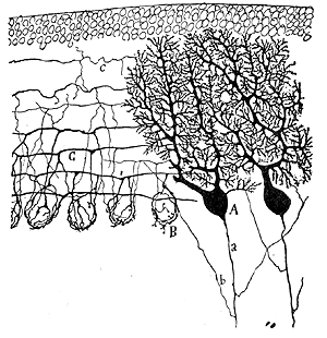 cerebellar cortex