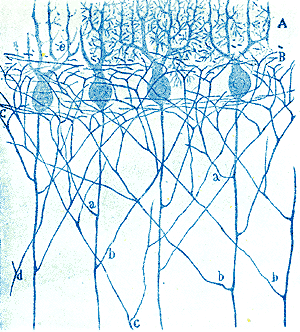 cerebellar cortex