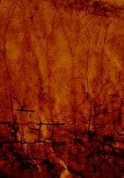 photomicrograph