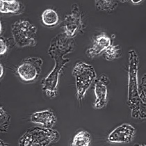 Immune System